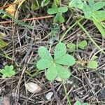 Oxalis pes-caprae leaf picture by Santiago Aragón (cc-by-sa)