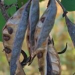 Robinia pseudoacacia fruit picture by Acosta García Isabel (cc-by-sa)