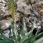 Aloe vera flower picture by pg emilio (cc-by-sa)