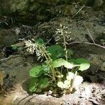 Petasites albus flower picture by Matúš Seči (cc-by-sa)