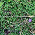 Geranium sibbaldioides habit picture by Fabien Anthelme (cc-by-sa)