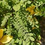 Senna surattensis leaf picture by Virendra Singh Shekhawat (cc-by-sa)