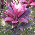 Cordyline fruticosa habit picture by Daniel Barthelemy (cc-by-sa)