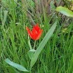 Tulipa agenensis leaf picture by sa Christophe (cc-by-sa)