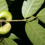 Tabernaemontana robinsonii fruit picture by Nelson Zamora Villalobos (cc-by-nc)