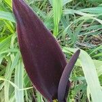 Arum palaestinum flower picture by francois de Bruin (cc-by-sa)