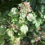 Urtica membranacea habit picture by Francois Mansour (cc-by-sa)