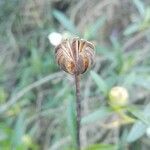 Cistus ladanifer fruit picture by Frescata Carlos (cc-by-sa)