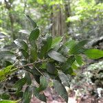 Naucleopsis capirensis leaf picture by Nelson Zamora Villalobos (cc-by-nc)