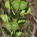 Biscutella cichoriifolia fruit picture by Mladen Glavic (cc-by-sa)