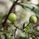 Veronica anagalloides fruit picture by Sylvain Piry (cc-by-sa)