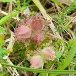 Pedicularis sylvatica fruit picture by Robin Rearahinagh (cc-by-sa)