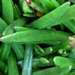 Calandrinia acaulis leaf picture by Fabien Anthelme (cc-by-sa)