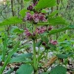 Lamium orvala habit picture by Jani Zadrgal (cc-by-sa)