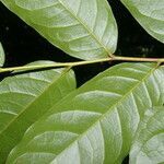 Hirtella racemosa leaf picture by Nelson Zamora Villalobos (cc-by-nc)