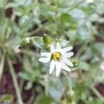 Cerastium rivulariastrum flower picture by Trap Hers (cc-by-sa)