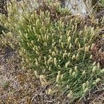 Plantago maritima habit picture by Sans Attaches (cc-by-sa)