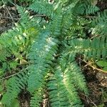 Polystichum acrostichoides fruit picture by Lisa Groves (cc-by-sa)