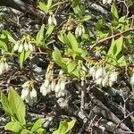 Vaccinium corymbosum fruit picture by William Wattles (cc-by-sa)