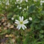 Stellaria holostea flower picture by Jean-Luc Tutakowski (cc-by-sa)