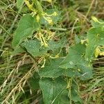 Aristolochia clematitis habit picture by Monique TROEL-SYS (cc-by-sa)