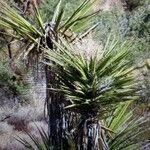 Yucca schidigera leaf picture by Anton Luru (cc-by-sa)