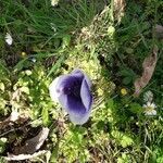 Anemone coronaria flower picture by gerard Persico (cc-by-sa)