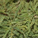 Calliandra rubescens habit picture by Nelson Zamora Villalobos (cc-by-nc)