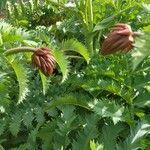 Melianthus major flower picture by Al Fdo (cc-by-sa)