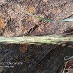 Aristida adoensis flower picture by korrosianwilliam (cc-by-sa)