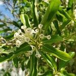 Cestrum diurnum flower picture by Nada Vergili (cc-by-sa)