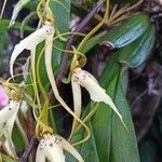 Brassia caudata leaf picture by Luz Rodríguez De Rovira (cc-by-sa)