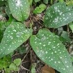 Pulmonaria saccharata leaf picture by isabelle thomas-cantinol (cc-by-sa)