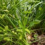 Carex lurida leaf picture by Cara Foster Karim (cc-by-sa)