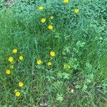 Ranunculus acris habit picture by Jacques Zuber (cc-by-sa)