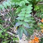 Polemonium caeruleum leaf picture by Florence Bihet (cc-by-sa)