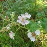 Rubus armeniacus flower picture by H Niels (cc-by-sa)