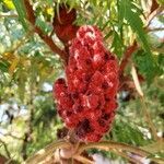 Rhus typhina fruit picture by Sabin Poenariu (cc-by-sa)