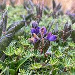 Lupinus microphyllus flower picture by Fabien Anthelme (cc-by-sa)