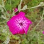 Silene coronaria flower picture by Dimas Fernández Otero (cc-by-sa)