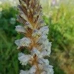 Orobanche picridis flower picture by Bernard CURE (cc-by-sa)