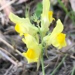 Linaria caesia flower picture by Diego Alex (cc-by-sa)