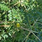 Tribulus terrestris flower picture by Anthony Raoux (cc-by-sa)