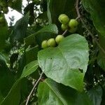 Flacourtia indica leaf picture by Daniel Barthelemy (cc-by-sa)