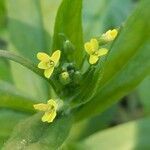 Camelina sativa flower picture by Kai Best (cc-by-sa)