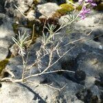 Matthiola fruticulosa habit picture by francois tissot (cc-by-sa)