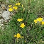 Helianthemum oelandicum flower picture by Annamaria Weber (cc-by-sa)