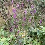 Aconitum lycoctonum habit picture by Tom Spruit (cc-by-sa)