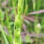 Aegilops cylindrica fruit picture by Lionel Jacquot (cc-by-sa)