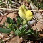 Lotus maritimus habit picture by Yoan MARTIN (cc-by-sa)